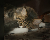 Enlarge photo 16