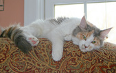 Enlarge photo 18