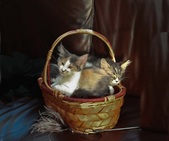 Enlarge photo 2