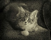 Photographer Favorites