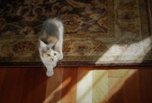 Enlarge photo 5