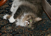 Fergus, Mokie Chloe & Tessie
