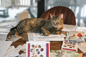 Enlarge photo 9