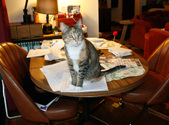 Enlarge photo 11