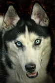 HUNTER PORTRAITS