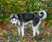 Enlarge photo 22