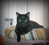 Marys Kitty Korner