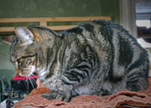 Enlarge photo 21