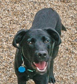Carol's Favorites from Pet Sanctuary 