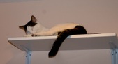 Enlarge photo 13