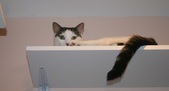 Enlarge photo 12