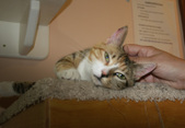 Enlarge photo 5