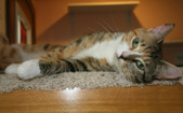 Enlarge photo 6