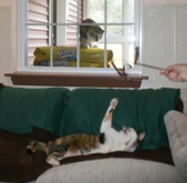 The Cats