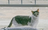 Enlarge photo 22