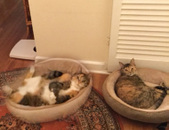 Campaigning Re-entry into bedroom