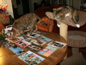 Enlarge photo 11