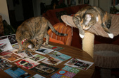 Enlarge photo 10
