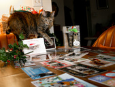 Enlarge photo 8
