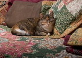 Lets Keep this Calico Quilt