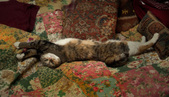 Enlarge photo 12