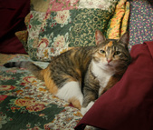 Enlarge photo 13