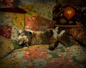 Enlarge photo 14