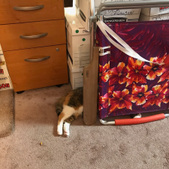 Peaches & Paprika