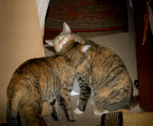 Enlarge photo 7