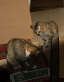 Enlarge photo 11