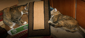 Enlarge photo 16