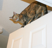 Paprika's Acrobatic Adventures