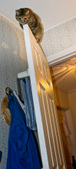 Enlarge photo 13