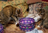 Peaches & Paprika prepare for Easter