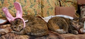 Enlarge photo 17