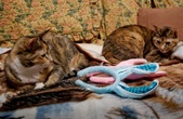 Enlarge photo 6