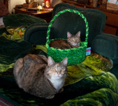 Peaches&Paprika prepare or St Patricks