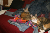 Enlarge photo 4