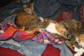 Enlarge photo 5
