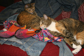 Enlarge photo 6