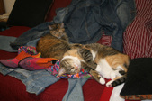 Enlarge photo 7