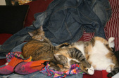 Enlarge photo 10