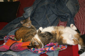 Enlarge photo 11
