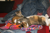 Enlarge photo 12