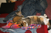 Enlarge photo 13