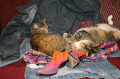 Enlarge photo 14