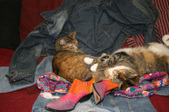 Enlarge photo 15