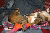 Enlarge photo 16