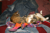Enlarge photo 17
