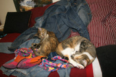Enlarge photo 18